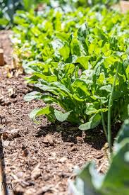 We did not find results for: Pin On Raised Garden Beds