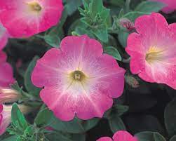 Are you a top or a bottom? Multiflora Spreading Trailing Petunia Petunia Opera Supreme Pink Morn In The Petunias Database Garden Org