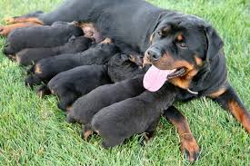 Sep 19, 2019 · write out your daily schedule and block out the times reserved just for you taking care of your dog. How To Convince Your Parents To Get You A Puppy