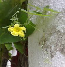 Image result for Momordica pterocarpa