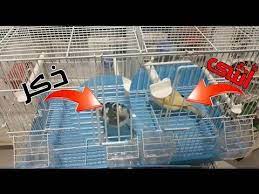 طريقة تجهيز قفص تزاوج طيور الكناري دورة كيف تجعل طيور الكناري تتزاوج الحلقة 3 youtube birds