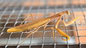 If you are wondering where to get a praying mantis, there are. Praying Mantis Care How To Look After Your Pet Mantid