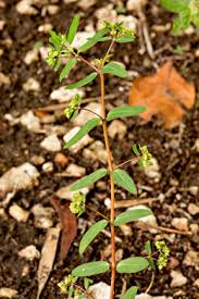 Image result for Euphorbia hyssopifolia