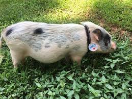 Birds Be Safe Collar Pig Collar And Name Tag Pet Pigs Pet Collars Mini Pig Pet