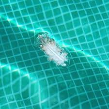 Feathers Appear When Angels Are Near Ccndoc Islamujeres Messagesfromheaven Ccndoc On Social Media In 2019 Messages From Heaven Social Media Fashion