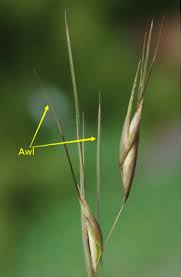 Image result for Leptochloa uniflora