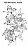 Image result for Erythrococca menyharthii