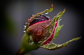 Am i falling for you? Snappygoat Com Free Public Domain Images Snappygoat Com Rose Rain Drip Raindrop Wet 1441556 Jpg