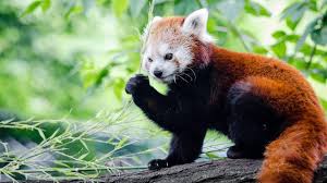 All images are hd quality and free for you to use. Red Panda Wallpaper Red Panda 4k Hd 320180 Hd Wallpaper Backgrounds Download