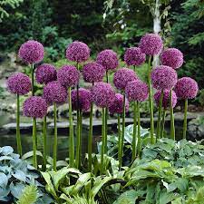 Giant Allium Bulbs Globemaster Fall Flower Bulbs Eden Brothers Bulb Flowers Allium Flowers Flowers