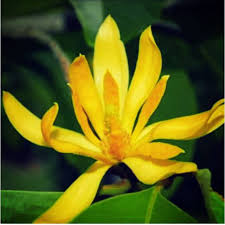 Saat mekar, bunga cempaka merah menghasilkan aroma wangi yang kuat serta khas dan bunga jenis ini hanya dapat bertahan selama 2 jam saja. Tanaman Bunga Kantil Kuning Putih Cempaka Kuning Putih Shopee Indonesia