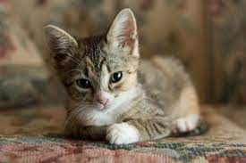 10 Crucial Steps To Take To Save An Abandoned Newborn Kitten Newborn Kittens Kitten Care Happy Animals