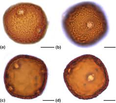 Image result for Triaspis hypericoides