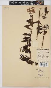 Image result for Microglossa densiflora