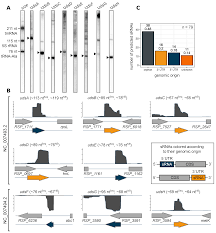 Maturation of UTR-Derived sRNAs Is Modulated during Adaptation to Different  Growth Conditions