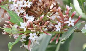 Image result for Galpinia transvaalica