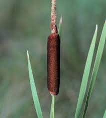 Image result for Typha latifolia