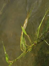 Image result for Potamogeton octandrus