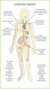 The Lymphatic System And Your Health Lymphatic System Human Anatomy And Physiology Lymphatic Drainage Massage