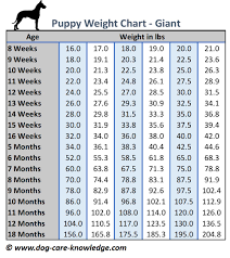Not to exceed 28 lb. Puppy Weight Chart This Is How Big Your Dog Will Be