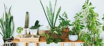 This plant does well in indoor environments, withstanding dry air even when you crank up the heat in your apartment these plants, native to south africa and known for their showy flowers, can also thrive indoors, though they're. 23 Best Apartment Plants To Freshen Up Your Space Apartmentguide Com