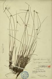 Image result for Lipocarpha chinensis