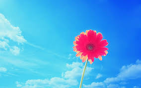Check spelling or type a new query. Flower Sky Blue Hd Hd Wallpapers Free Download Wallpaperbetter