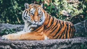 Tangisan yang dilihat dalam tidur ialah sesuatu yang menggembirakan. Arti Mimpi Tentang Harimau Berkaitan Dengan Kesehatan Mimpi Dikejar Harimau Besar Pertanda Kesialan Tribun Jatim