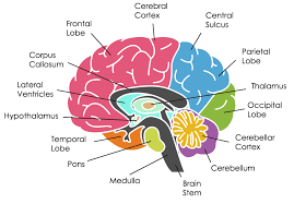 The brain is in charge of coordinating all vital functions. The Brain 101 Brainhq From Posit Science