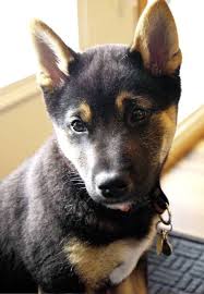 Black And Tan Shiba Inu For Sale Gibson The Shiba Inu Shiba Inu Puppies Dogs