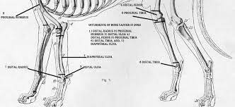 The most prevalent symptoms of canine osteosarcoma are pain and loss of mobility. Signs Of Osteosarcoma Bone Cancer In Dogs Pethelpful
