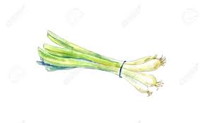 Die besten pinnwände von frühlingszwiebel. Fruhlingszwiebel Durch Aquarell Hand Gezeichnete Skizze Getrennt Auf Weiss Lizenzfreie Fotos Bilder Und Stock Fotografie Image 75935758