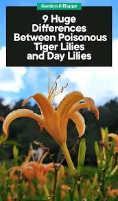 Lilies are a broad family. 9 Huge Differences Between Poisonous Tiger Lilies And Day Lilies Garden And Happy