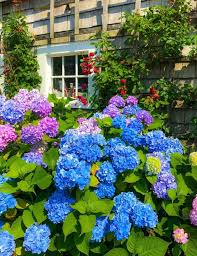 10 Hydrangea Tips Tricks Trivia Shorelines Illustrated In 2020 Growing Hydrangeas Beautiful Hydrangeas Hydrangea