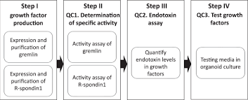 Animal cell culture concept and application sheelendra m. Organoid Culture Media Formulated With Growth Factors Of Defined Cellular Activity Scientific Reports