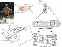 Image result for what is a sustained muscle contraction called