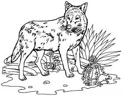 Ausmalbilder Fur Erwachsene Wolf Zum Ausdrucken Kostenlos Jpg Pdf