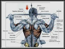 what muscles do pull ups work the definite pull up guide