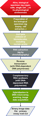 (mrna) stock quote, history, news and other vital information to help you with your stock trading and investing. Diagram Of An Mrna Quantification Procedure Notes The Chart Features Download Scientific Diagram