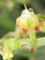 Image result for Cyphostemma lanigerum