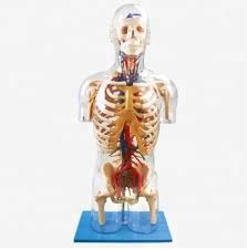 Transparent Human Anatomy Body Model With Internal Organs Transparent Model Body Buy Human Body Body Model Human Anatomy Product On Alibaba Com