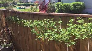 4.5 out of 5 stars 146. All About Marionberries How To Grow And Train Oregon S Blackberry Youtube