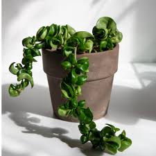 Tanaman hias mencakup semua tumbuhan, baik berbentuk terna, merambat, semak, perdu, ataupun pohon, yang sengaja ditanam orang sebagai komponen taman, kebun rumah, penghias ruangan, upacara, komponen riasan/busana, atau sebagai komponen karangan bunga. 10 Jenis Tanaman Hias Yang Hits Di Media Sosial Saat Pandemi Kumparan Com