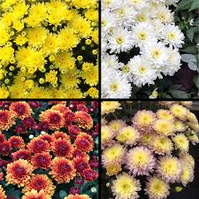 Green mums flowers for sale. Garden Mums Chrysanthemum Plant Addicts