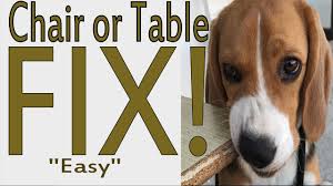 Remember if you dog chews on your glasses, slap yourself and give your dog a nice kong™ toy! Easy Repair Wood Furniture Chair Leg Chewed On By A Puppy Like New Again Youtube