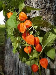 Curse of the golden flower (chinese: Chinese Lantern Flower Orange Leaves Vine Tree Close Up Garden Nature Autumn Pikist