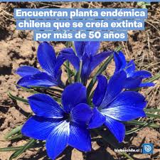 Image result for Tecophilaeaceae