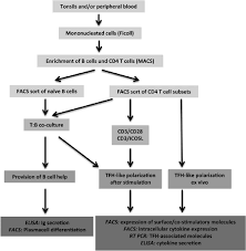 Flow Chart And Overview Of Experiments To Quantify B Cell