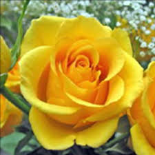 Selain anggrek, tanaman hias bunga mawar ini. Jenis Bunga Mawar For Android Apk Download