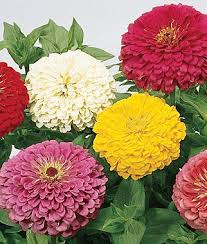 Love Zinnias Abundant And Easy To Grow From Seed Annual Flowers Zinnias Zinnia Flowers